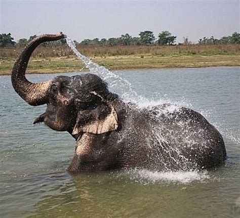 Cuteness alert!! Twin elephants taking a bath